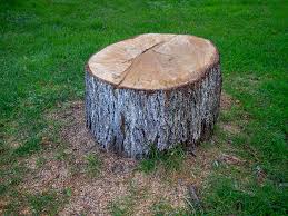 Best Utility Line Clearance  in Muldraugh, KY