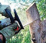 Best Tree Maintenance Programs  in Muldraugh, KY