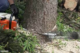Best Tree Health Inspection  in Muldraugh, KY