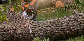 Best Pest Control for Lawns  in Muldraugh, KY