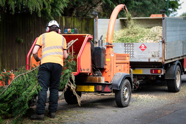 How Our Tree Care Process Works  in  Muldraugh, KY