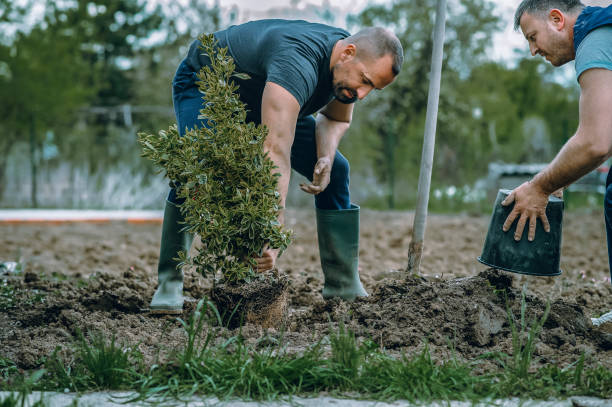 Best Lawn Renovation and Restoration  in Muldraugh, KY