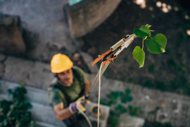 How Our Tree Care Process Works  in  Muldraugh, KY