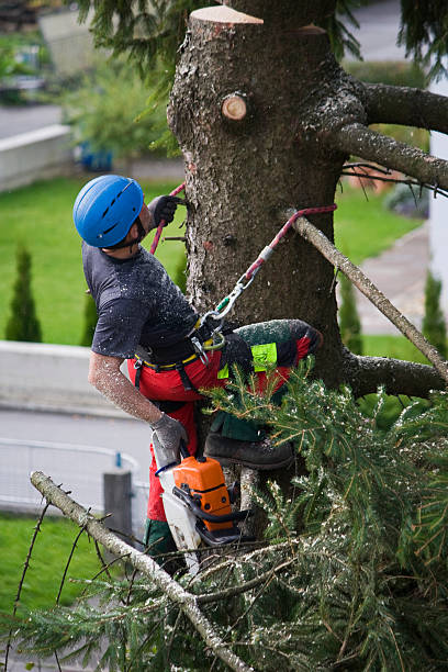 Best Root Management and Removal  in Muldraugh, KY