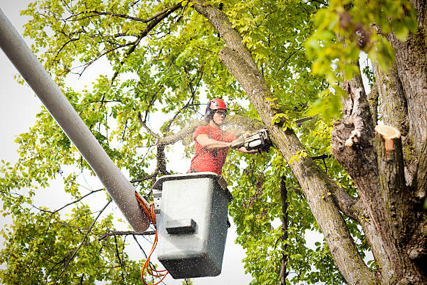 Professional Tree Services in Muldraugh, KY
