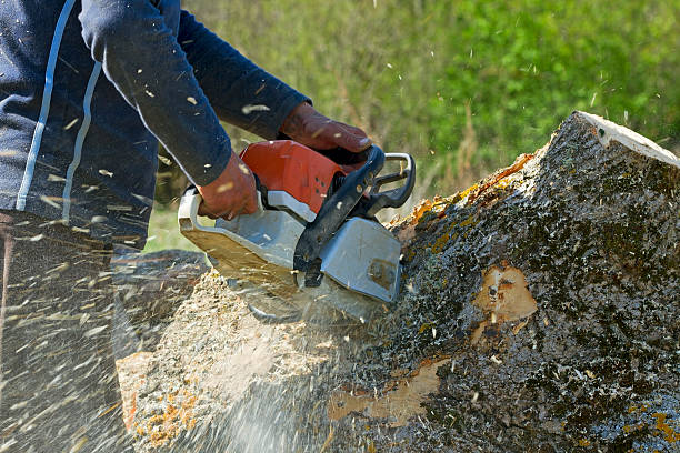 Leaf Removal in Muldraugh, KY