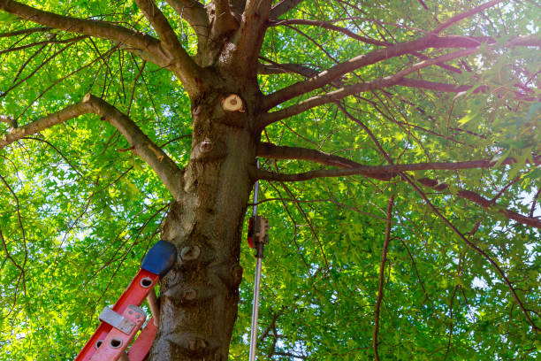 Professional Tree Services in Muldraugh, KY